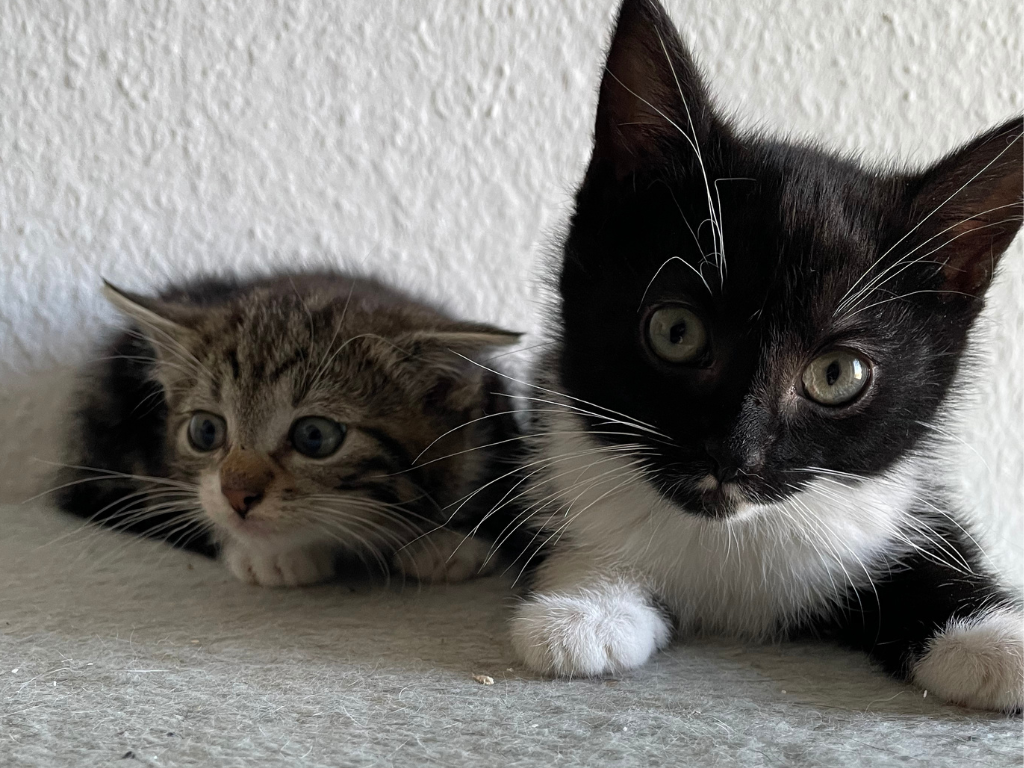 Oreo und Cosmo
