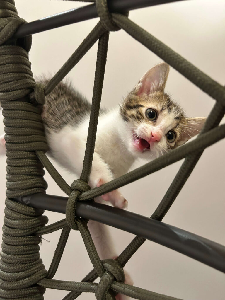 Kitten von Julia